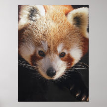 red panda print