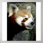 red panda smile print