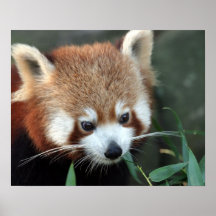 Red Panda, Taronga Zoo, Sydney, Australia Posters