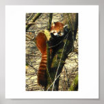 Red Panda up a tree posters