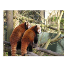 Red Pandas Postcard