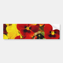 Red Pansies flowers Bumper Stickers