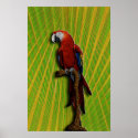 Red Parrot poster posters