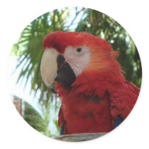 Red Parrot Sticker