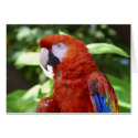 Red Parrot Template Card