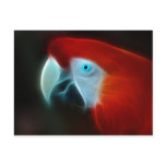 Red parrot with blue eyes postcards