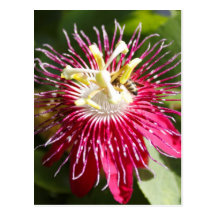 Red Passion Flower with Bee Post Cards