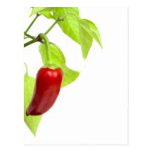 Red pepper post cards