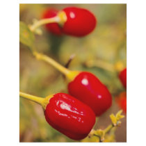 Red Peppers