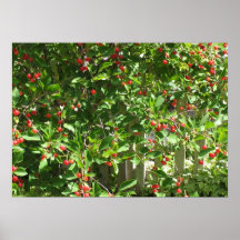 Red Pie Cherries Poster