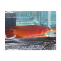 Red Pike Cichlid Postcard