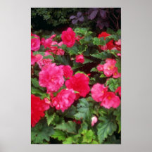 Red Pink and red begonias, Victoria, British Colum Posters