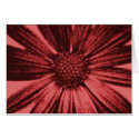 Red-Pink Daisy Card
