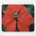 Red  Poinsettia mousepads