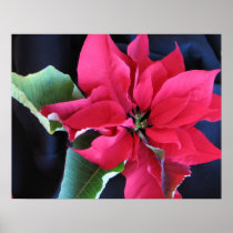 Red Poinsettia Poster