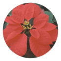 Red  Poinsettia stickers