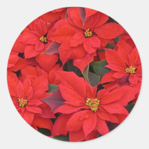 Red Poinsettias Sticker