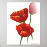 Red poppies canvas print