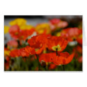 Red Poppies Card