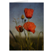 Red Poppies, card