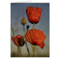 Red Poppies closeup, card