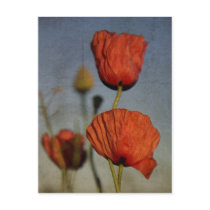 Red Poppies closeup, postcard