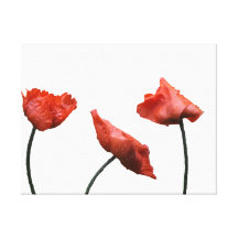 Red Poppies on White Stretched Canvas Prints