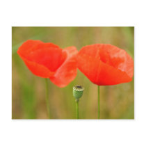 Red Poppies