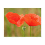 Red Poppies postcards