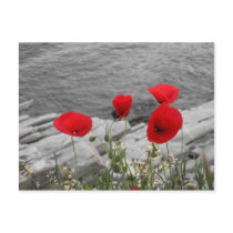red poppies post card