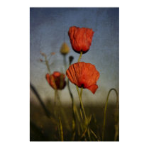 Red Poppies, poster posters