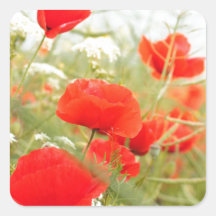 Red poppies pretty meadow square sticker