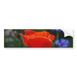 Red poppy and meaning bumper stickers