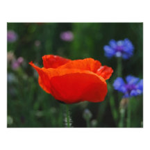 Red poppy and meaning custom invitation