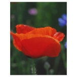 Red poppy and meaning flyers