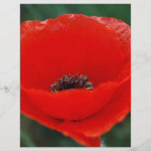 Red poppy and meaning flyer design