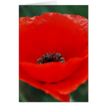 Red poppy and meaning greeting card