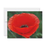 Red poppy and meaning invitations