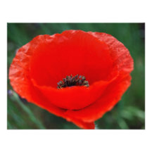 Red poppy and meaning personalized invites