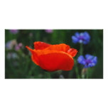 Red poppy and meaning photo cards