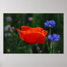 Red poppy and meaning print