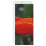 Red poppy and meaning rack cards