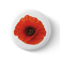 Red Poppy
