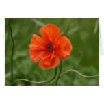 Red Poppy cards