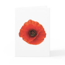 Red Poppy