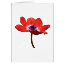 Red Poppy Closeup Card