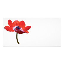 Red Poppy Closeup Photo Cards