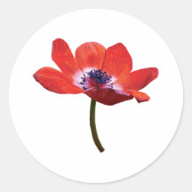 Red Poppy Closeup Sticker