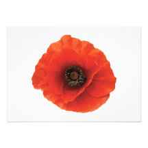 Red Poppy Custom Invitation