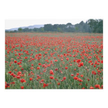 Red Poppy field, Kent, England flowers Invites